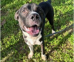 Bullmastiff-Unknown Mix Dogs for adoption in Ocala, FL, USA