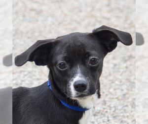 Chi-Corgi Dogs for adoption in Huntley, IL, USA