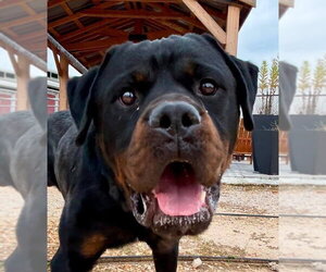 Rottweiler Dogs for adoption in Hillsboro, NH, USA