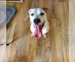 Dogo Argentino-Unknown Mix Dogs for adoption in Shreveport, LA, USA