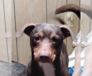 Australian Kelpie-Miniature Pinscher Mix Dogs for adoption in Rockaway, NJ, USA