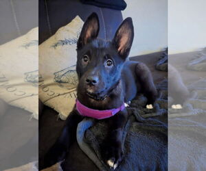 Gerberian Shepsky Dogs for adoption in Princeton, MN, USA