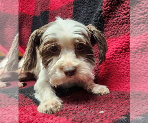 Shih Tzu-Unknown Mix Dogs for adoption in Smithfield, PA, USA