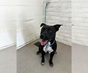 American Pit Bull Terrier-Labrador Retriever Mix Dogs for adoption in San Bernardino, CA, USA