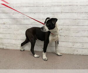 American Pit Bull Terrier Dogs for adoption in San Bernardino, CA, USA