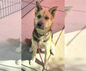 German Shepherd Dog-Unknown Mix Dogs for adoption in Sacramento, CA, USA