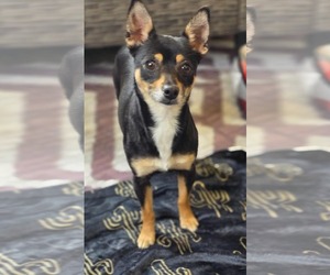 Rat Terrier-Unknown Mix Dogs for adoption in Cuba, NY, USA
