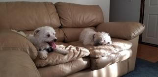 Bichon Frise Dogs for adoption in Columbia, MD, USA