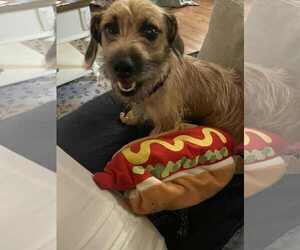 Dachshund-Unknown Mix Dogs for adoption in Holly Springs, NC, USA