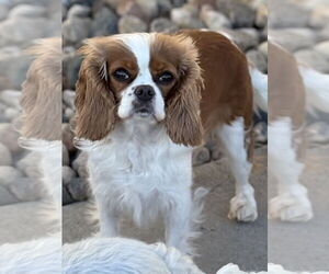 Cavalier King Charles Spaniel Dogs for adoption in Sioux Falls, SD, USA