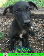 Medium Photo #1 Labrador Retriever-Unknown Mix Puppy For Sale in Pensacola, FL, USA