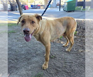 Labrador Retriever-Unknown Mix Dogs for adoption in Long Beach, CA, USA