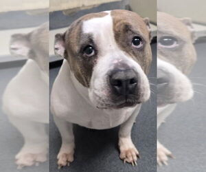 American Pit Bull Terrier Dogs for adoption in Glen Allen, VA, USA