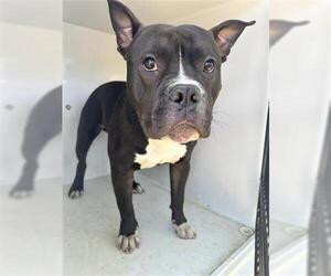 American Pit Bull Terrier Dogs for adoption in Houston, TX, USA