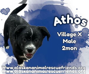 Australian Shepherd-Unknown Mix Dogs for adoption in Anchorage, AK, USA