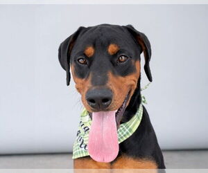 Rottweiler Dogs for adoption in Pasadena, CA, USA