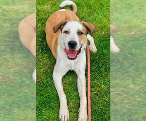 American Pit Bull Terrier-German Shepherd Dog Mix Dogs for adoption in Sacramento, CA, USA