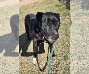 Labrador Retriever-Staffordshire Bull Terrier Mix Dogs for adoption in Jackson, MS, USA