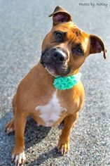 American Pit Bull Terrier-Black Mouth Cur Mix Dogs for adoption in White Marsh, MD, USA