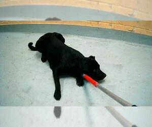 Mutt Dogs for adoption in Tulsa, OK, USA