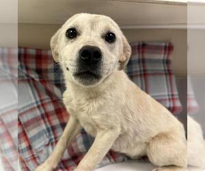 Australian Kelpie-Unknown Mix Dogs for adoption in HESPERIA, CA, USA
