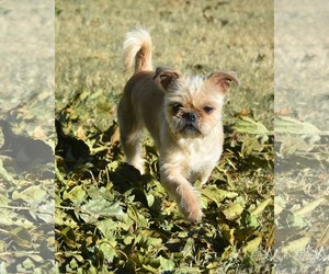 Pug-Shih Tzu Mix Dogs for adoption in Abilene, TX, USA