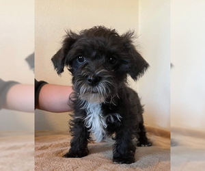 Shih Tzu-Unknown Mix Dogs for adoption in Tehachapi, CA, USA