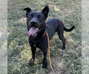 American Pit Bull Terrier-German Shepherd Dog Mix Dogs for adoption in Modesto, CA, USA