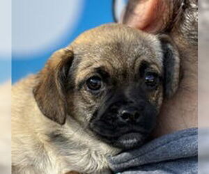 Chihuahua Dogs for adoption in Salinas, CA, USA