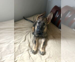 German Shepherd Dog Dogs for adoption in Gretna, NE, USA