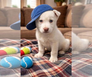 Golden Labrador Dogs for adoption in Mt. Laurel, NJ, USA