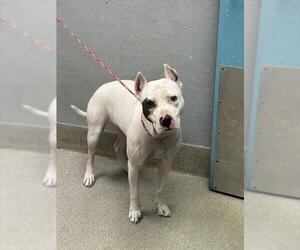 American Pit Bull Terrier-Unknown Mix Dogs for adoption in Las Vegas, NV, USA