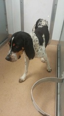 Treeing Walker Coonhound Dogs for adoption in Chama, NM, USA