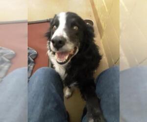 Border Collie Dogs for adoption in Pueblo West, CO, USA