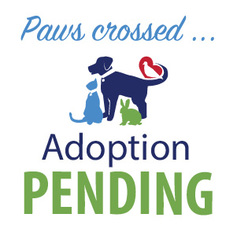 Chihuahua Dogs for adoption in Alexandria, VA, USA