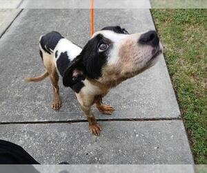 American Pit Bull Terrier-Unknown Mix Dogs for adoption in Houston, TX, USA