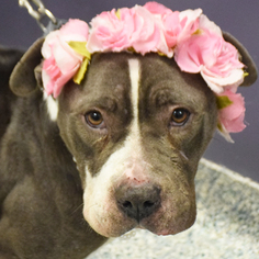 American Staffordshire Terrier-Bulldog Mix Dogs for adoption in Huntley, IL, USA