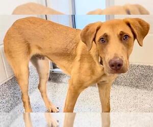 Labrador Retriever-Unknown Mix Dogs for adoption in Houston, TX, USA