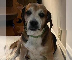 Beagle-Unknown Mix Dogs for adoption in Hamilton, GA, USA