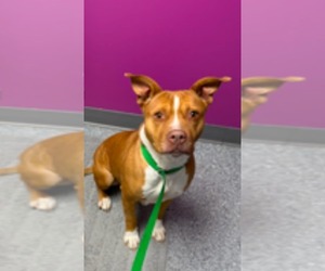 American Pit Bull Terrier-Unknown Mix Dogs for adoption in Hinckley, IL, USA