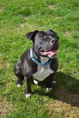 American Pit Bull Terrier-Unknown Mix Dogs for adoption in Livonia, MI, USA