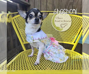 Chihuahua Dogs for adoption in Benton, LA, USA