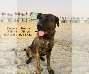 Labrador Retriever-Unknown Mix Dogs for adoption in West Hollywood, CA, USA