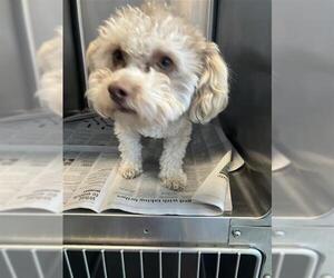 Poodle (Miniature)-Unknown Mix Dogs for adoption in San Antonio, TX, USA