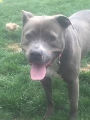 American Staffordshire Terrier Dogs for adoption in Akron, OH, USA
