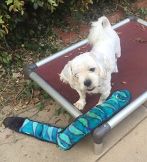 Shih Tzu Dogs for adoption in Dana Point, CA, USA
