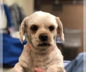 Maltese Dogs for adoption in Calverton, NY, USA