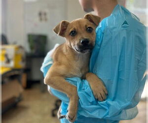 Mutt Dogs for adoption in Raleigh, NC, USA