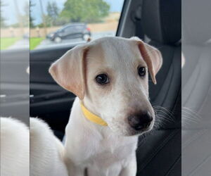 Carolina Dog-Unknown Mix Dogs for adoption in Sanford, FL, USA