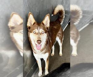 Siberian Husky Dogs for adoption in San Bernardino, CA, USA